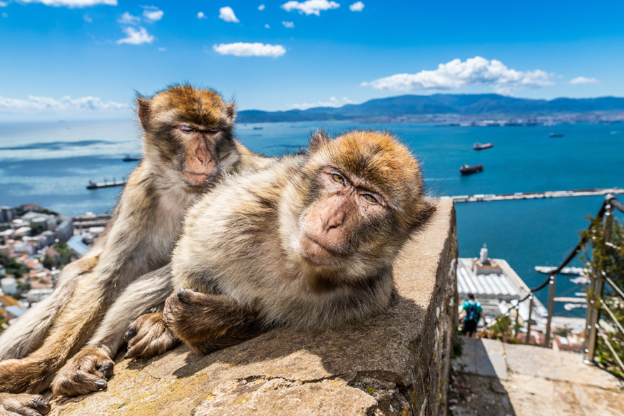 A híres majmok Gibraltáron, a háttérben a tengeri szoros