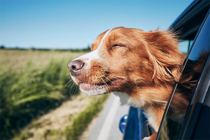 Kutya utazás közben kihajol a kocsi ablakon